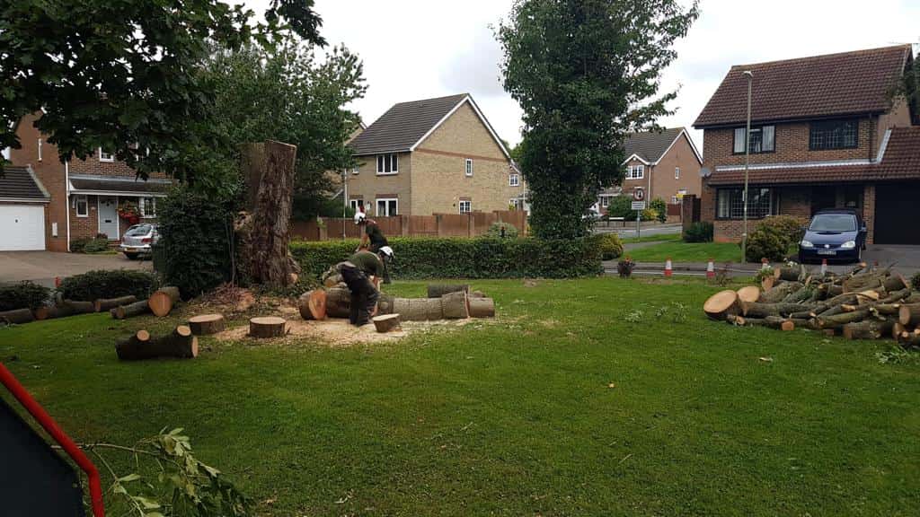 This is a photo of a tree that has been cut into sections on a communal area, and is now being removed from site. Works undertaken by EM Tree Surgery Brockworth