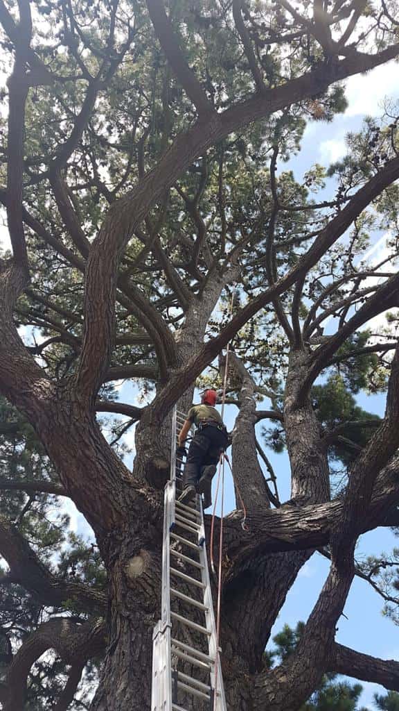 This is a photo of a very large tree with a ladder resting on it and an operative from EM Tree Surgery Brockworth climbing up it to carry out tree surgery